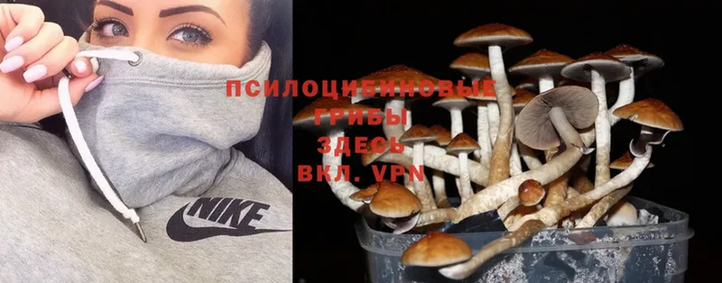 Галлюциногенные грибы Cubensis  Карпинск 